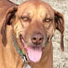 Rescue Dog